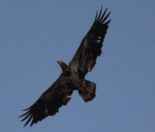 2014 03 30 Eagle 04